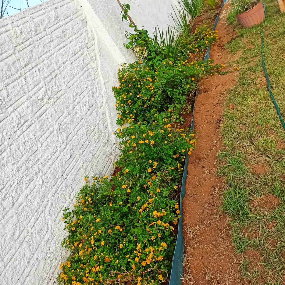 O jardim é cuidado diariamente pelos idealizadores do projeto
