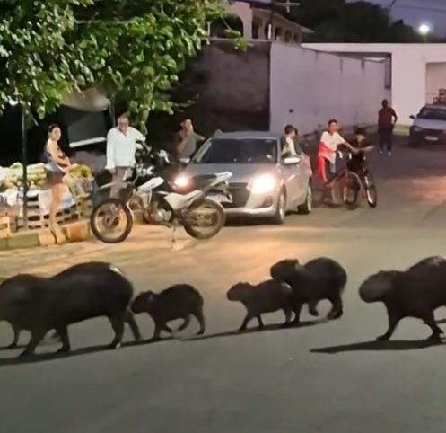Capivaras param o trânsito diariamente em cidade de Rondônia Capivaras param o trânsito diariamente em cidade de Rondônia