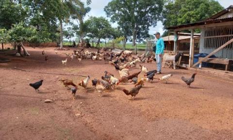 Apesar de ainda contar com poucos produtores, avicultura é rentável e pode ajudar a desenvolver a região de Cerejeiras